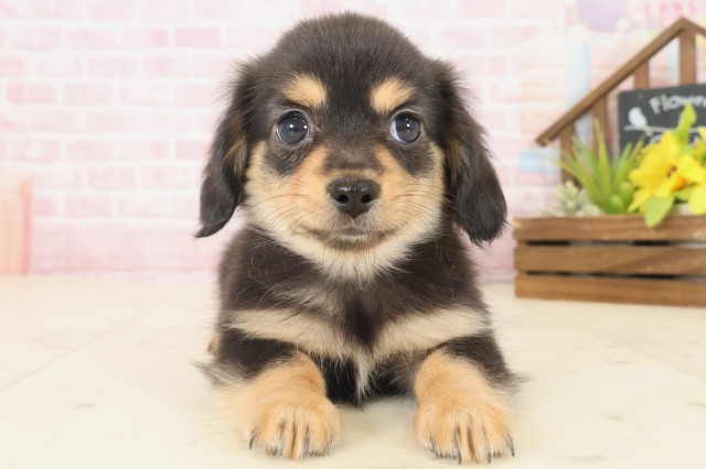 高知県のチワックス(チワワ×ダックス) (Coo&RIKU高知御座店/2025年10月17日生まれ/女の子/ブラックタン)の子犬の1枚目の画像