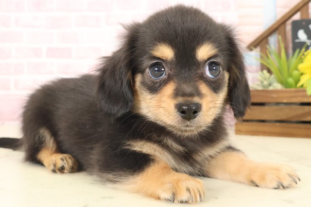 高知県のチワックス(チワワ×ダックス) (Coo&RIKU高知御座店/2025年10月17日生まれ/女の子/ブラックタン)の子犬の2枚目の画像