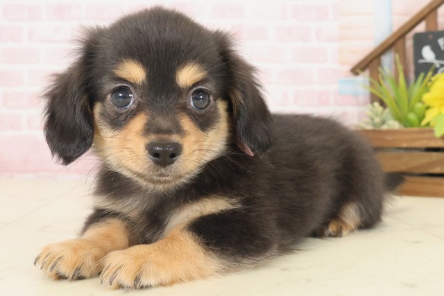 高知県のチワックス(チワワ×ダックス) (Coo&RIKU高知御座店/2025年10月17日生まれ/女の子/ブラックタン)の子犬の3枚目の画像