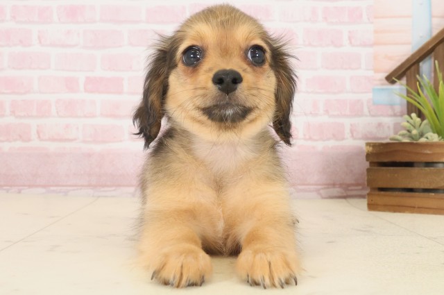 山口県のチワックス(チワワ×ダックス) (Coo&RIKUサンパークあじす店/2025年10月17日生まれ/女の子/フォーン)の子犬の1枚目の画像