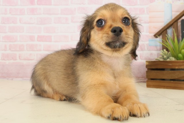 山口県のチワックス(チワワ×ダックス) (Coo&RIKUサンパークあじす店/2025年10月17日生まれ/女の子/フォーン)の子犬の2枚目の画像