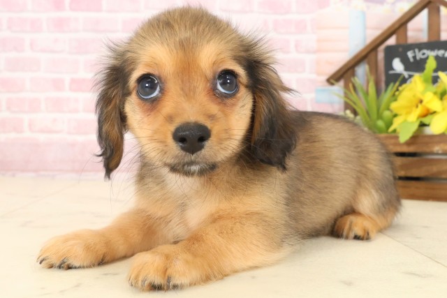 山口県のチワックス(チワワ×ダックス) (Coo&RIKUサンパークあじす店/2025年10月17日生まれ/女の子/フォーン)の子犬の3枚目の画像