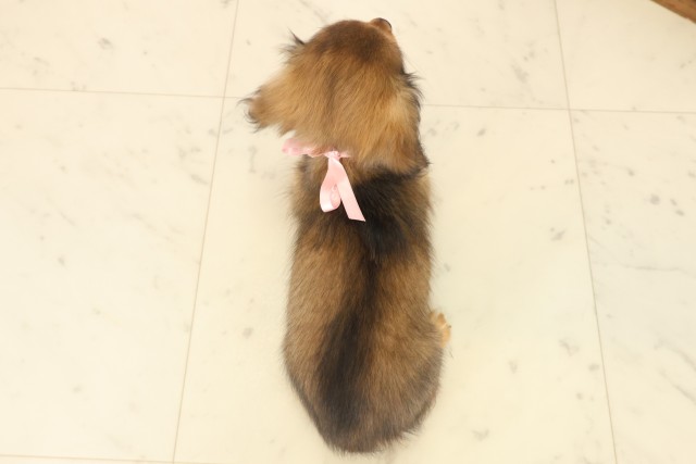 山口県のチワックス(チワワ×ダックス) (Coo&RIKUサンパークあじす店/2025年10月17日生まれ/女の子/フォーン)の子犬の4枚目の画像