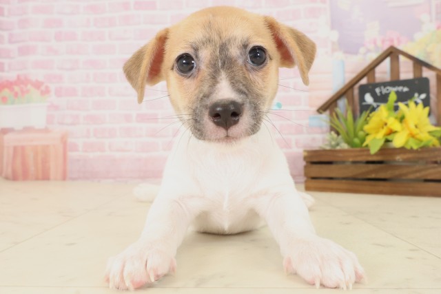 広島県のジャックラッセルテリア (Coo&RIKUゆめタウン大竹店/2025年10月17日生まれ/男の子/ホワイトタン)の子犬の1枚目の画像
