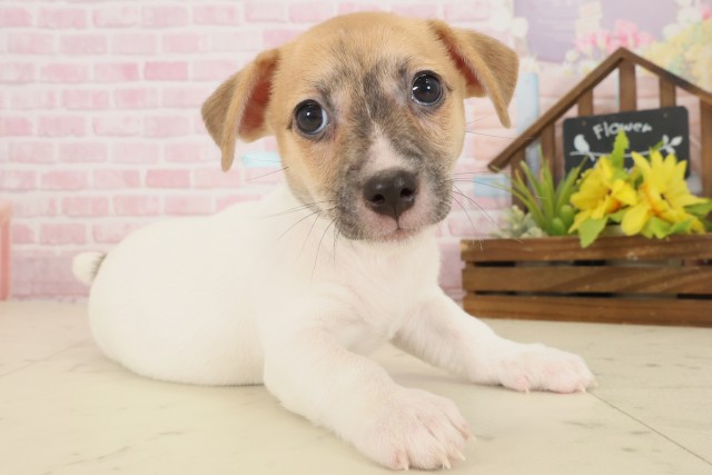 広島県のジャックラッセルテリア (Coo&RIKUゆめタウン大竹店/2025年10月17日生まれ/男の子/ホワイトタン)の子犬の2枚目の画像