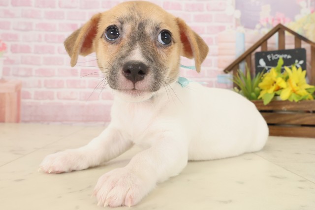 広島県のジャックラッセルテリア (Coo&RIKUゆめタウン大竹店/2025年10月17日生まれ/男の子/ホワイトタン)の子犬の3枚目の画像