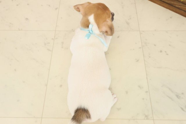 広島県のジャックラッセルテリア (Coo&RIKUゆめタウン大竹店/2025年10月17日生まれ/男の子/ホワイトタン)の子犬の4枚目の画像