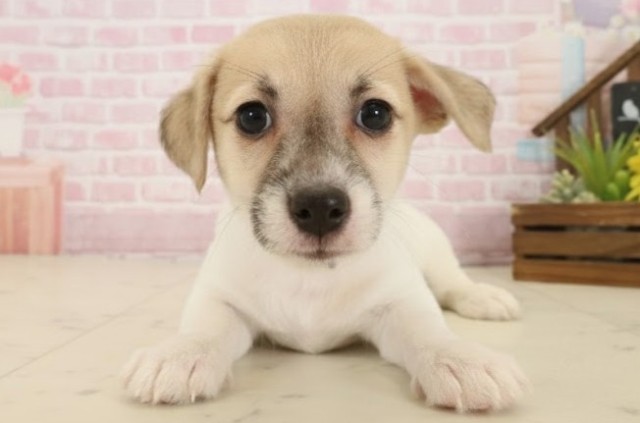 鹿児島県のジャックラッセルテリア (Coo&RIKU鹿児島店/2025年10月17日生まれ/男の子/ホワイトタン)の子犬の1枚目の画像