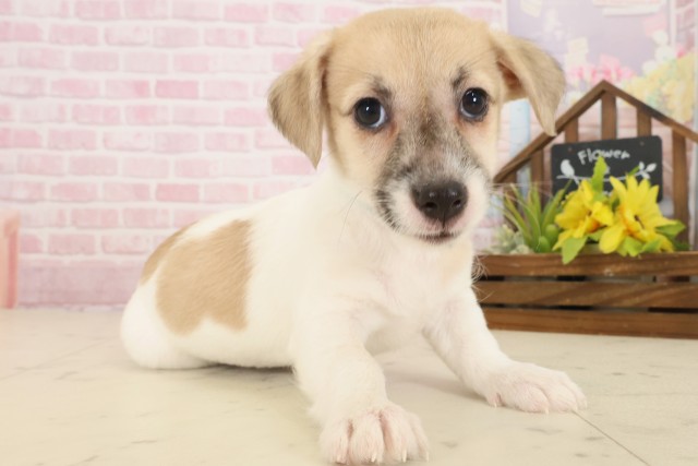 鹿児島県のジャックラッセルテリア (Coo&RIKU鹿児島店/2025年10月17日生まれ/男の子/ホワイトタン)の子犬の2枚目の画像