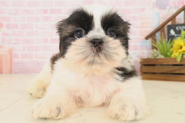 山口県のシーズー (Coo&RIKUシーモール下関店/2025年10月17日生まれ/男の子/ホワイトゴールド)の子犬の1枚目の画像