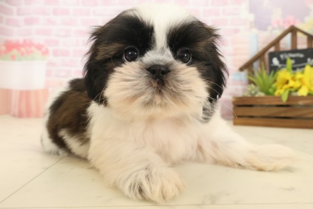 山口県のシーズー (Coo&RIKUシーモール下関店/2025年10月17日生まれ/男の子/ホワイトゴールド)の子犬の2枚目の画像