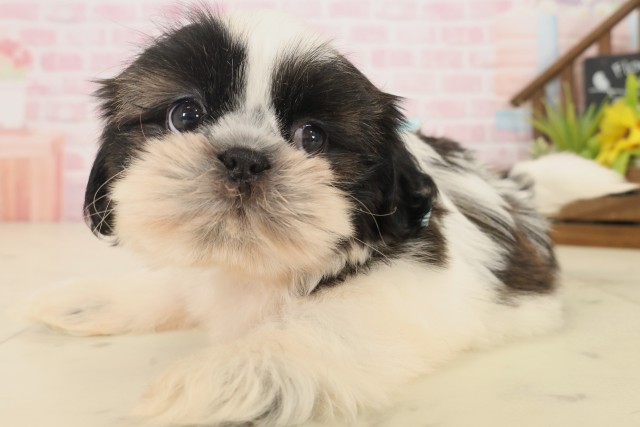 山口県のシーズー (Coo&RIKUシーモール下関店/2025年10月17日生まれ/男の子/ホワイトゴールド)の子犬の3枚目の画像