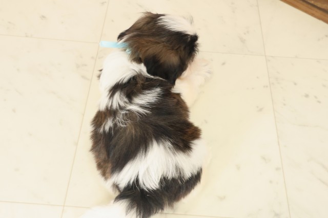 山口県のシーズー (Coo&RIKUシーモール下関店/2025年10月17日生まれ/男の子/ホワイトゴールド)の子犬の4枚目の画像