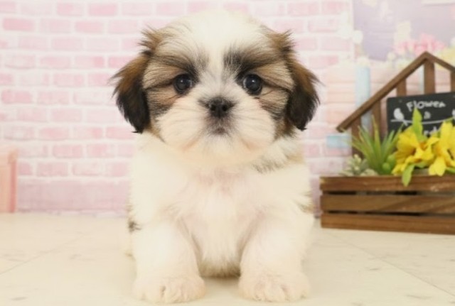 愛媛県のシーズー (Coo&RIKUイオンタウン川之江店/2025年10月17日生まれ/女の子/ホワイトゴールド)の子犬