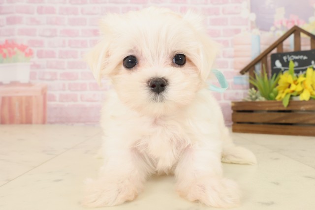 高知県のマルチーズ (Coo&RIKUのいち店/2025年10月17日生まれ/男の子/ホワイト)の子犬の1枚目の画像