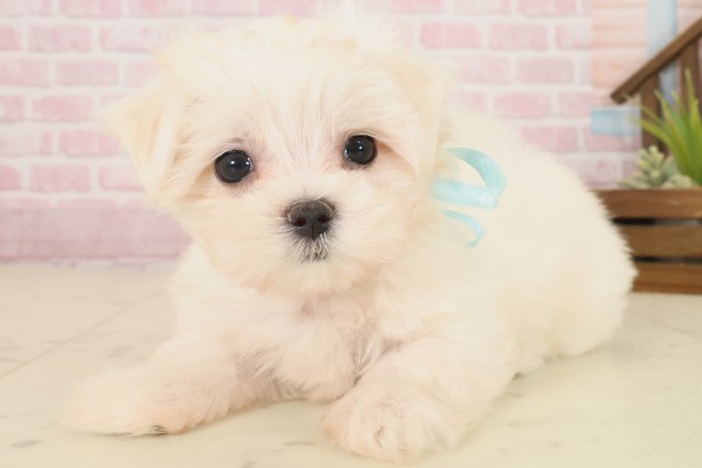 高知県のマルチーズ (Coo&RIKUのいち店/2025年10月17日生まれ/男の子/ホワイト)の子犬の3枚目の画像