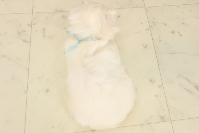 高知県のマルチーズ (Coo&RIKUのいち店/2025年10月17日生まれ/男の子/ホワイト)の子犬の4枚目の画像