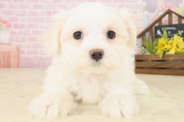 徳島県のマルチーズ (Coo&RIKU徳島店/2025年10月17日生まれ/男の子/ホワイト)の子犬の1枚目の画像