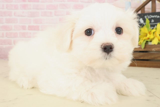 徳島県のマルチーズ (Coo&RIKU徳島店/2025年10月17日生まれ/男の子/ホワイト)の子犬の2枚目の画像