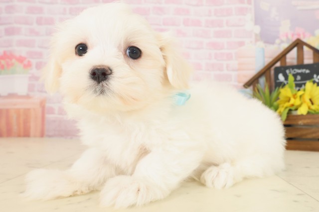 徳島県のマルチーズ (Coo&RIKU徳島店/2025年10月17日生まれ/男の子/ホワイト)の子犬の3枚目の画像