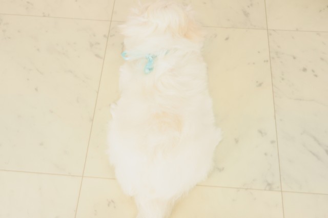 徳島県のマルチーズ (Coo&RIKU徳島店/2025年10月17日生まれ/男の子/ホワイト)の子犬の4枚目の画像