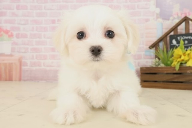 山口県のマルチーズ (Coo&RIKUサンパークあじす店/2025年10月17日生まれ/男の子/ホワイト)の子犬の1枚目の画像