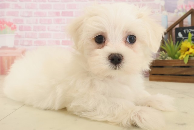 山口県のマルチーズ (Coo&RIKUサンパークあじす店/2025年10月17日生まれ/男の子/ホワイト)の子犬の2枚目の画像