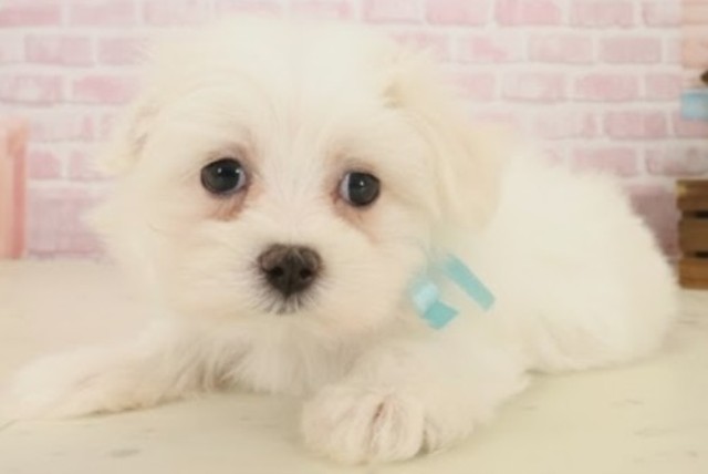 山口県のマルチーズ (Coo&RIKUサンパークあじす店/2025年10月17日生まれ/男の子/ホワイト)の子犬の3枚目の画像