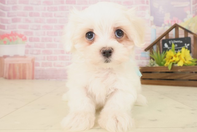 山口県のマルチーズ (Coo&RIKUシーモール下関店/2025年10月17日生まれ/男の子/ホワイト)の子犬の1枚目の画像