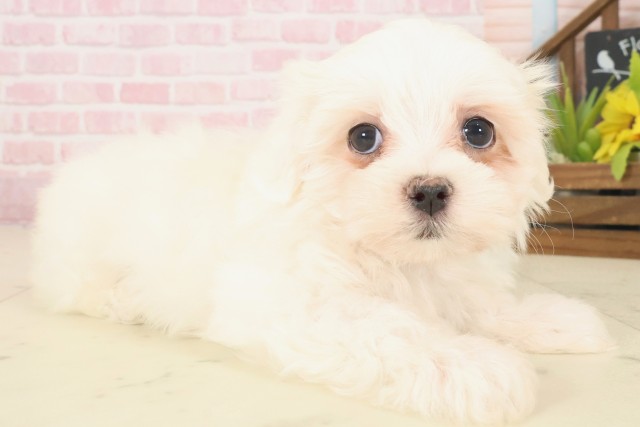 山口県のマルチーズ (Coo&RIKUシーモール下関店/2025年10月17日生まれ/男の子/ホワイト)の子犬の2枚目の画像