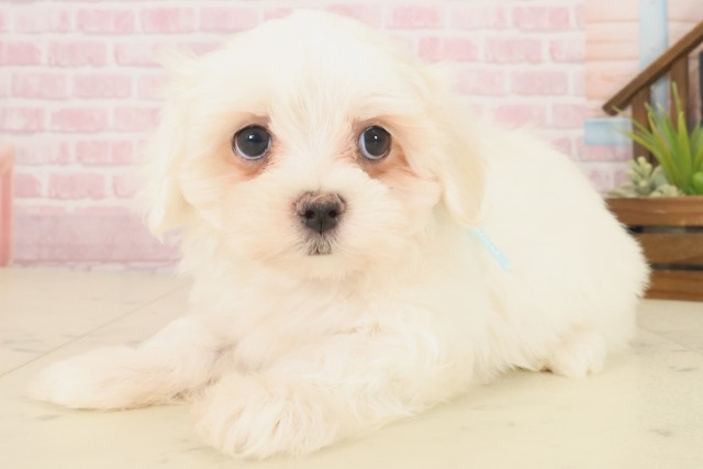 山口県のマルチーズ (Coo&RIKUシーモール下関店/2025年10月17日生まれ/男の子/ホワイト)の子犬の3枚目の画像