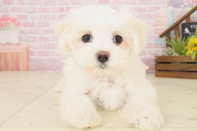 広島県のマルチーズ (Coo&RIKU東広島店/2025年10月17日生まれ/女の子/ホワイト)の子犬の1枚目の画像
