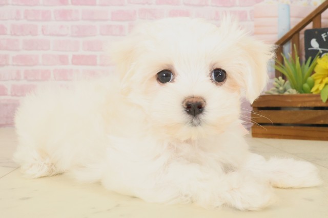 広島県のマルチーズ (Coo&RIKU東広島店/2025年10月17日生まれ/女の子/ホワイト)の子犬の2枚目の画像