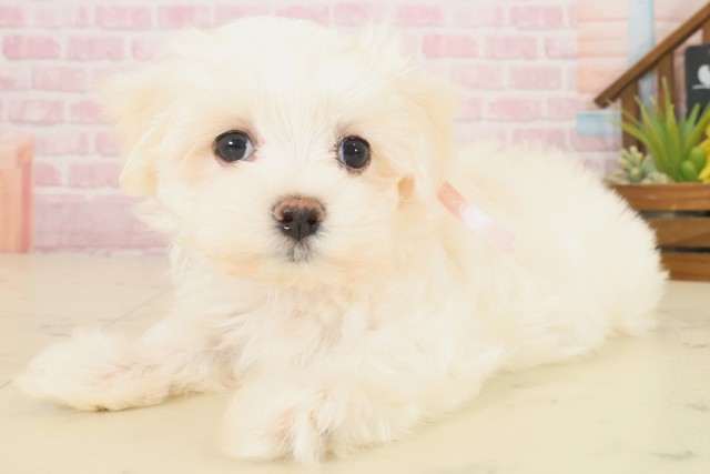 広島県のマルチーズ (Coo&RIKU東広島店/2025年10月17日生まれ/女の子/ホワイト)の子犬の3枚目の画像