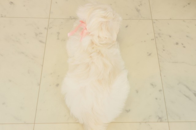 広島県のマルチーズ (Coo&RIKU東広島店/2025年10月17日生まれ/女の子/ホワイト)の子犬の4枚目の画像