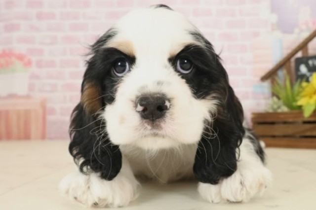 高知県のアメリカンコッカースパニエル (Coo&RIKU高知御座店/2025年10月18日生まれ/女の子/ブラックタンホワイト)の子犬