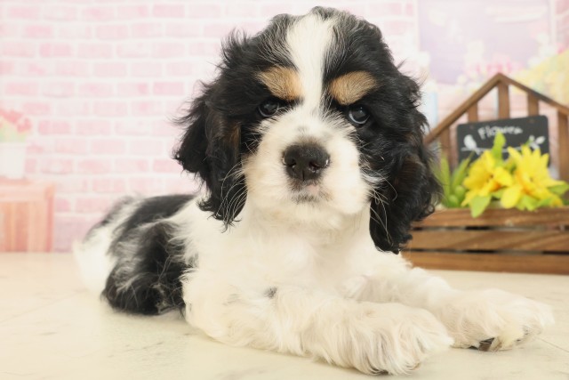 島根県のアメリカンコッカースパニエル (Coo&RIKU出雲店/2025年10月18日生まれ/女の子/ブラックタンホワイト)の子犬の2枚目の画像