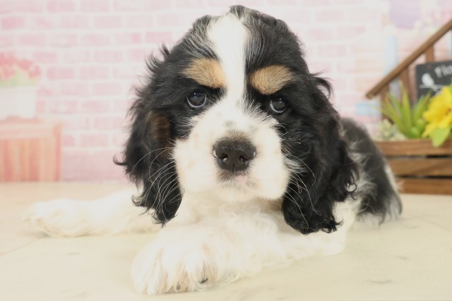 島根県のアメリカンコッカースパニエル (Coo&RIKU出雲店/2025年10月18日生まれ/女の子/ブラックタンホワイト)の子犬の3枚目の画像