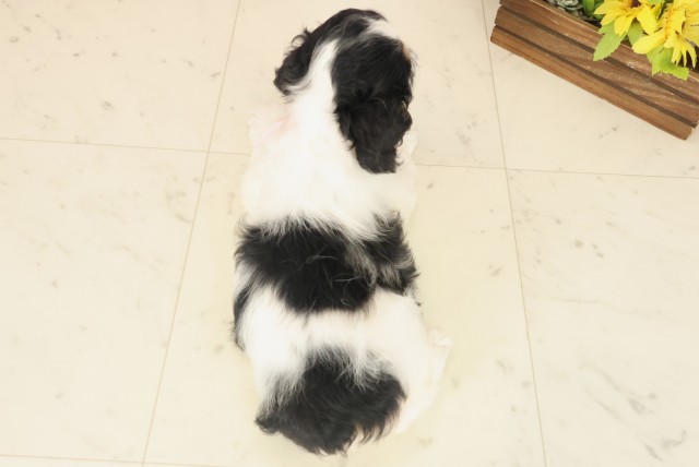 島根県のアメリカンコッカースパニエル (Coo&RIKU出雲店/2025年10月18日生まれ/女の子/ブラックタンホワイト)の子犬の4枚目の画像