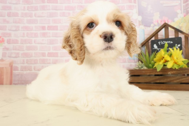 広島県のアメリカンコッカースパニエル (Coo&RIKU東広島店/2025年10月18日生まれ/女の子/レッドホワイト)の子犬の2枚目の画像