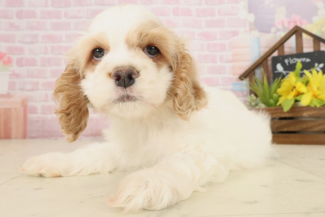 広島県のアメリカンコッカースパニエル (Coo&RIKU東広島店/2025年10月18日生まれ/女の子/レッドホワイト)の子犬の3枚目の画像