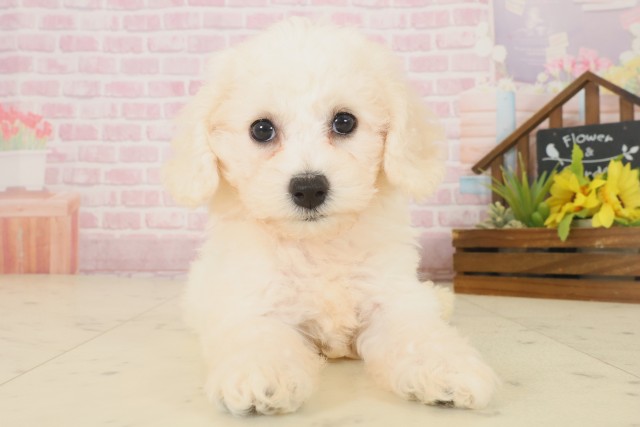 高知県のビションフリーゼ (Coo&RIKU高知御座店/2025年10月18日生まれ/女の子/ホワイト)の子犬の1枚目の画像