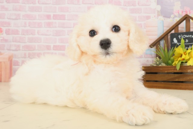 高知県のビションフリーゼ (Coo&RIKU高知御座店/2025年10月18日生まれ/女の子/ホワイト)の子犬の2枚目の画像