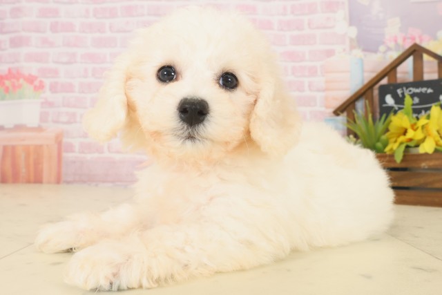 高知県のビションフリーゼ (Coo&RIKU高知御座店/2025年10月18日生まれ/女の子/ホワイト)の子犬の3枚目の画像