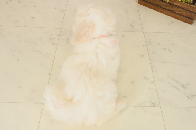 高知県のビションフリーゼ (Coo&RIKU高知御座店/2025年10月18日生まれ/女の子/ホワイト)の子犬の4枚目の画像