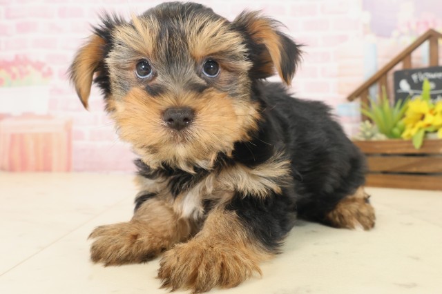 広島県のヨークシャーテリア (Coo&RIKU福山店/2025年10月19日生まれ/男の子/スチールブルータン)の子犬の3枚目の画像