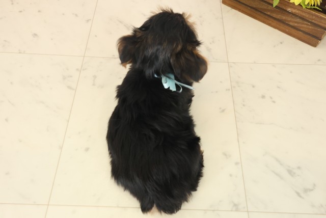 広島県のヨークシャーテリア (Coo&RIKU福山店/2025年10月19日生まれ/男の子/スチールブルータン)の子犬の4枚目の画像