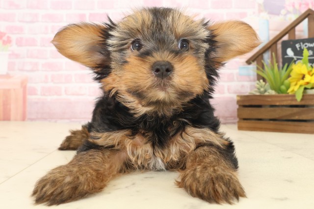 高知県のヨークシャーテリア (Coo&RIKU高知御座店/2025年10月19日生まれ/女の子/スチールブルータン)の子犬の1枚目の画像
