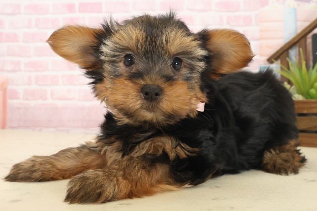 高知県のヨークシャーテリア (Coo&RIKU高知御座店/2025年10月19日生まれ/女の子/スチールブルータン)の子犬の3枚目の画像