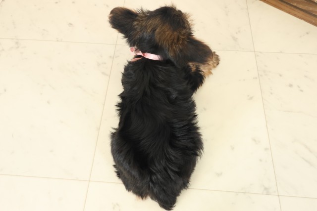 高知県のヨークシャーテリア (Coo&RIKU高知御座店/2025年10月19日生まれ/女の子/スチールブルータン)の子犬の4枚目の画像